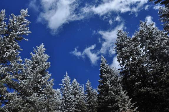 Depois da neve da madrugada, os pinheiros estavam brancos na subida do Humphrey Peak, em Flagstaff, no Arizona, Estados Unidos